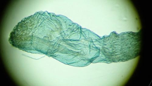 Cadra figulilella